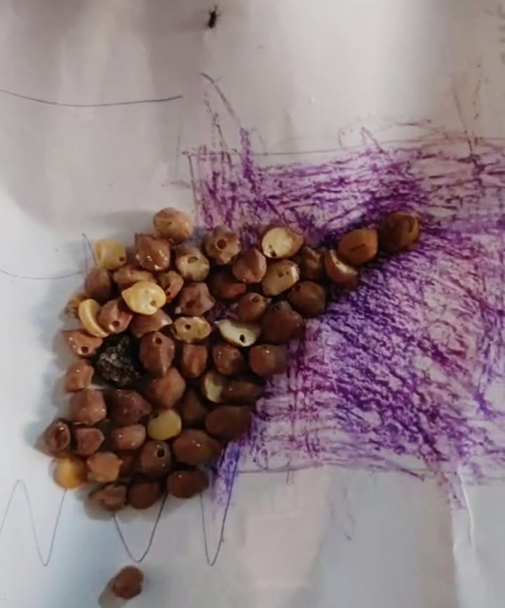 येरवड्यातील अंगणवाडीत पोषण आहाराच्या नावाखाली दिले जात कीड लागलेले धान्य.